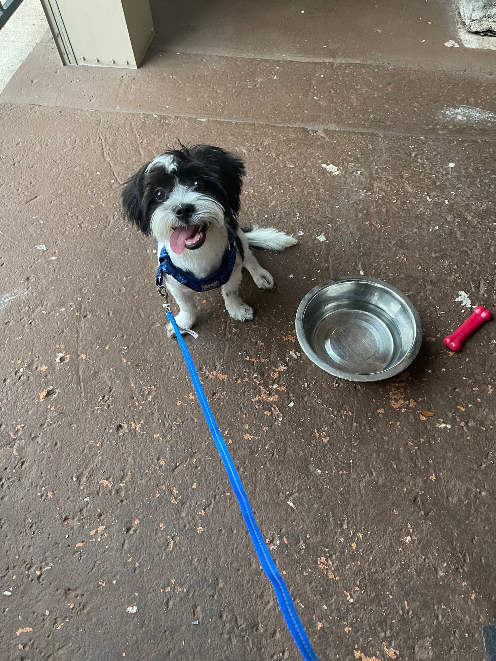 Life With a Jealous Dog and a New Baby